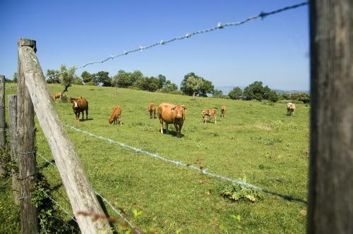 Agroturismo Borgo Cerbaiola
