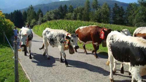 Agroturismo Oberh�lzlhof