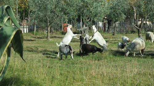 Agroturismo Agriturismo Masseria I Risi