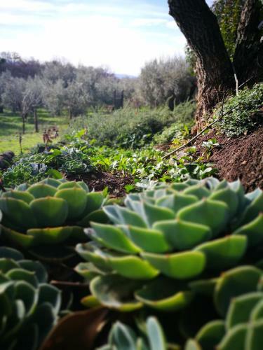 Agroturismo Podere La Branda
