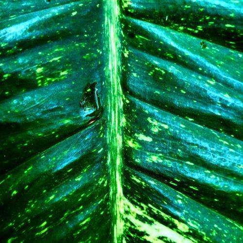 Aparthotel Giardino Tropicale