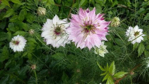 Bed & Breakfast Le Moulin D'hys