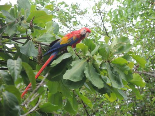 Corcovado Adventures Tent Camp