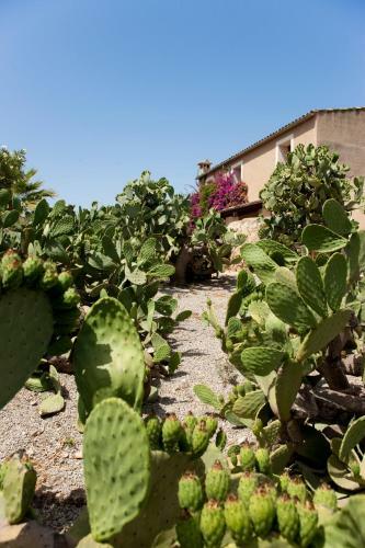 Agroturismo Can Patro