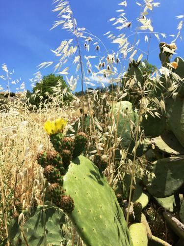 B&B Terre Di Sicilia