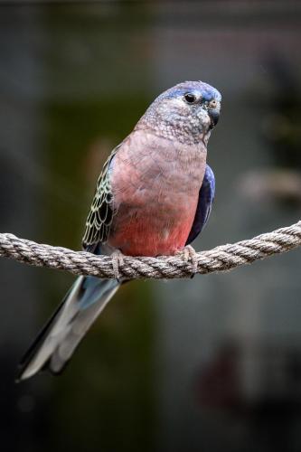 Bed & Breakfast Lille Aux Oiseaux