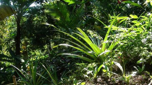 Bed & Breakfast Ka'kau Jungle Cabinas