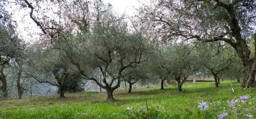 Agroturismo Agriturismo Alla Vecchia Quercia