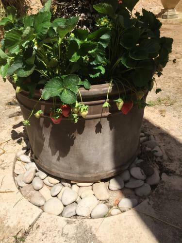 Bed & Breakfast Casale Rocca Fiorita
