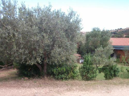 Agroturismo L'ulivo