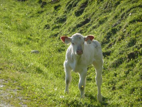 Agroturismo Maurachhof