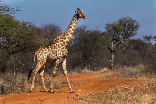 Palala Boutique Game Lodge And Spa