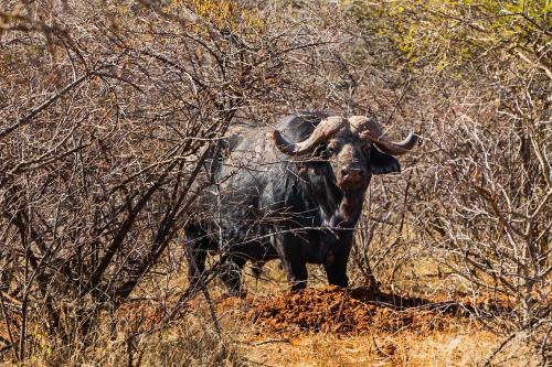 Palala Boutique Game Lodge And Spa