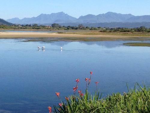 Sedgies On The Water