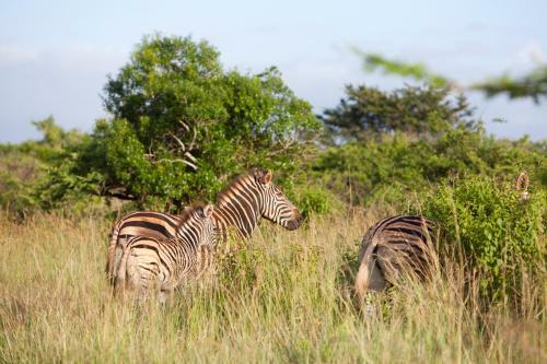 Hostal Zululand Tree Lodge