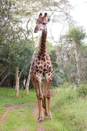 Hostal Zululand Tree Lodge
