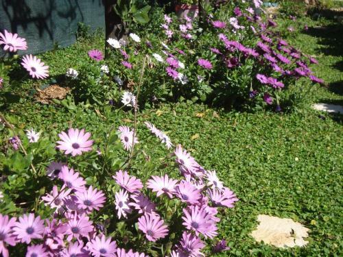 Apartments Lonza