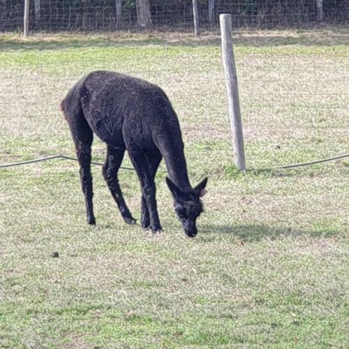The Alpaca B&B