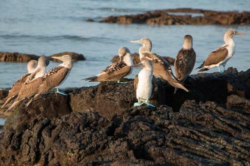 Apartamento Chez Manany Galapagos Ecolodge