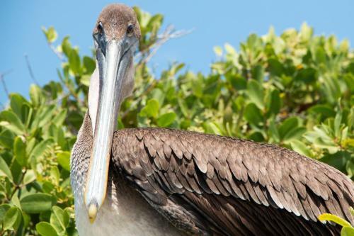 Apartamento Chez Manany Galapagos Ecolodge