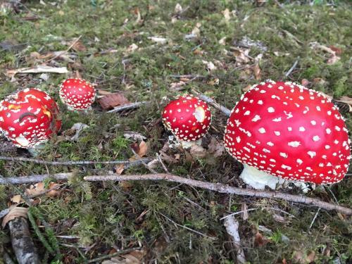 Les Perruchons Ancienne Grange R�nov�e Avec Soin