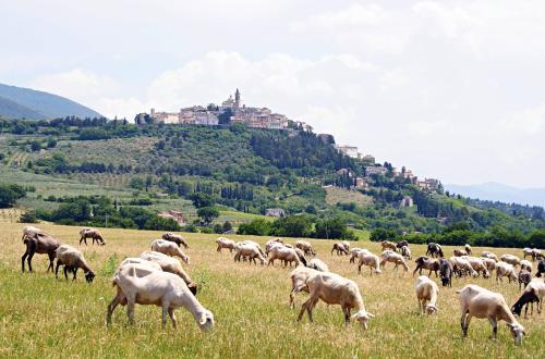 Agroturismo Agriturismo Residenza Paradiso