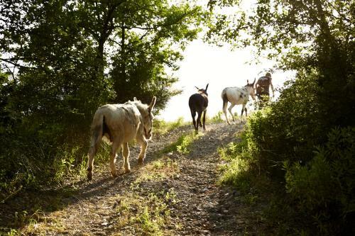 Agroturismo Agriturismo Ca' Del Ciuco