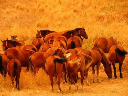 Agroturismo Azienda Agricola Traina