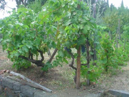 Hotel Il Vigneto - Bed & Breakfast