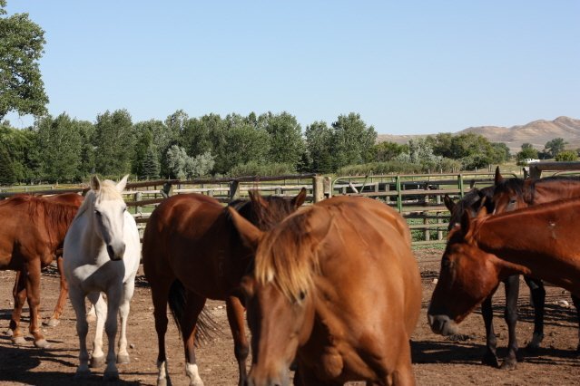 Hotel Ranch At Ucross
