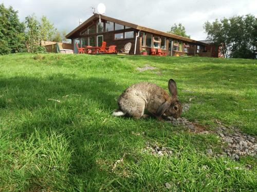 Albergue Geysir Hestar