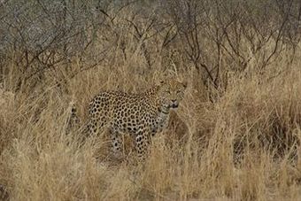 Posada D�sternbrook Safari Guest Farm