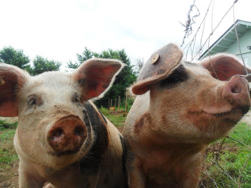 Agroturismo Huntstile Organic Farm