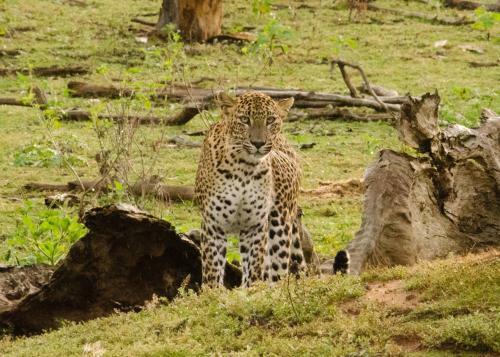Mahoora Tented Safari Camp - Yala