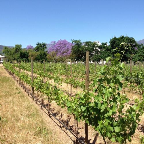 Agroturismo Jacaranda Wine And Guestfarm