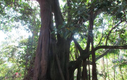 Fazenda S�o Miguel