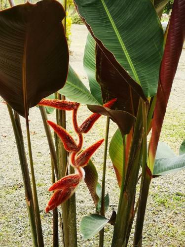 T�o Felix Eco Lodge