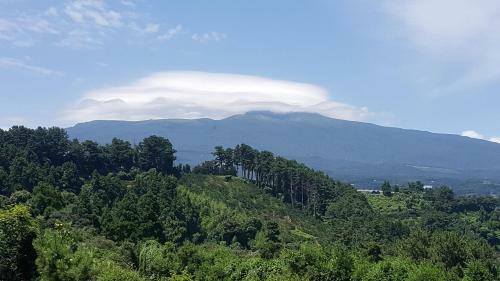 Dreaming Forest Seogwipo