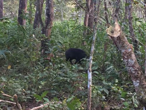 Hotel Chitwan Safari Camp & Lodge