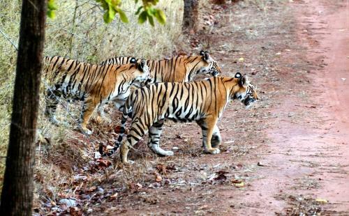 Hotel Chitwan Safari Camp & Lodge