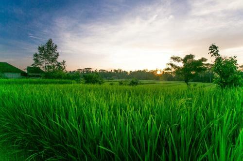 Hostal Pesantian Villa Pejeng Ubud