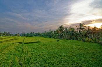 Hotel Pertiwi Bisma 1