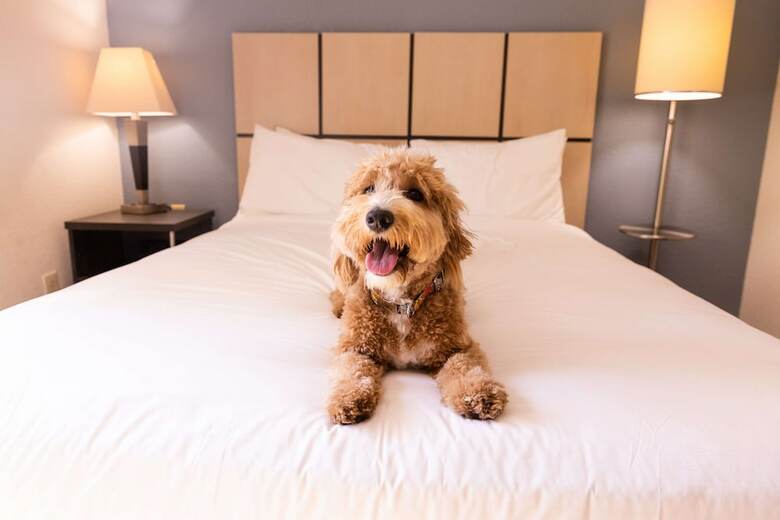Hotel Candlewood Suites Boston-burlington