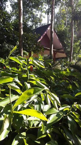 Hotel Khao Sok Holiday Resort