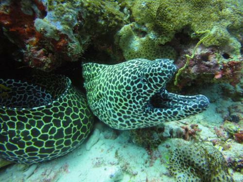 Hotel Red Sea Dive Center