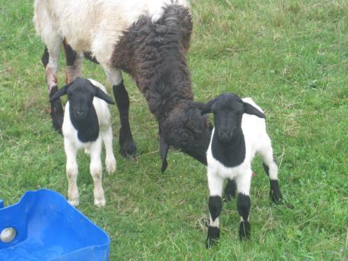 Bed & Breakfast Swelln2 Farm Lodge