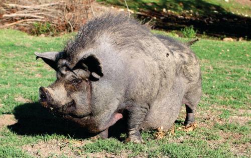 Bed & Breakfast Swelln2 Farm Lodge