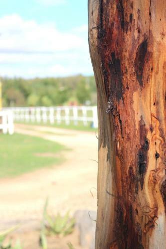 Bed & Breakfast Swelln2 Farm Lodge