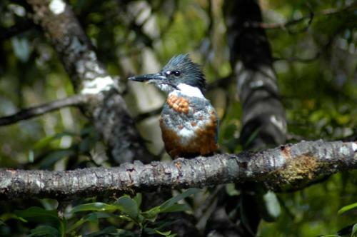 Lodge Caba�as Parque Tepuhueico