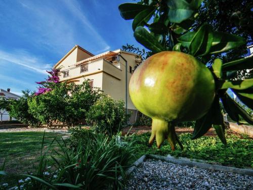 Apartment Apartment Biograd